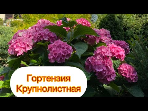 Бейне: Delphinium: күтім құпиялары