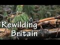 Rewilding Britain: A focus on the reintroduction of mammals