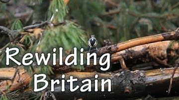 Rewilding Britain: A focus on the reintroduction of mammals