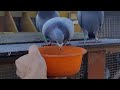 СЕКРЕТ ЧАЮ ДЛЯ ГОЛУБІВ. СПОРТИВНІ ГОЛУБИ. SPORT PIGEONS. GOŁĘBIE POCZTOWE.