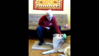 Tellington TTouch Body Wraps for Dogs introducing the Quarter Wrap