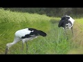 徳島県のコウノトリ　バッタ食べまくり