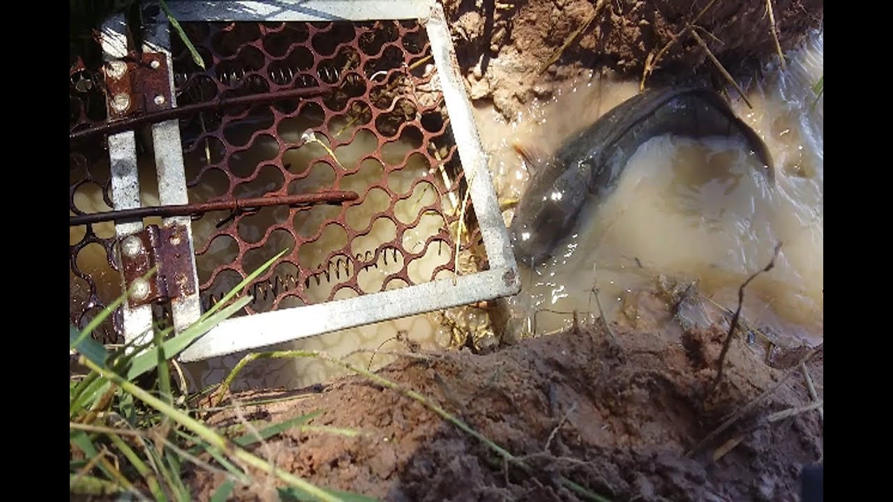 net fishing wa Amazing Fishing Videos Catch A Fish Using Net Fishing Trap-Traditional Net Fishing Tour in Cambodia