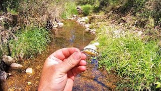 Small stream trout fishing in late summer