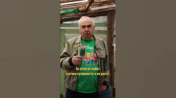 Частая ошибка при посеве укропа.