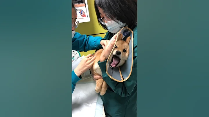 Dogs' Reactions During Injections (2)#funny #dog#doglover #puppy #fyp#shorts #shortvideo