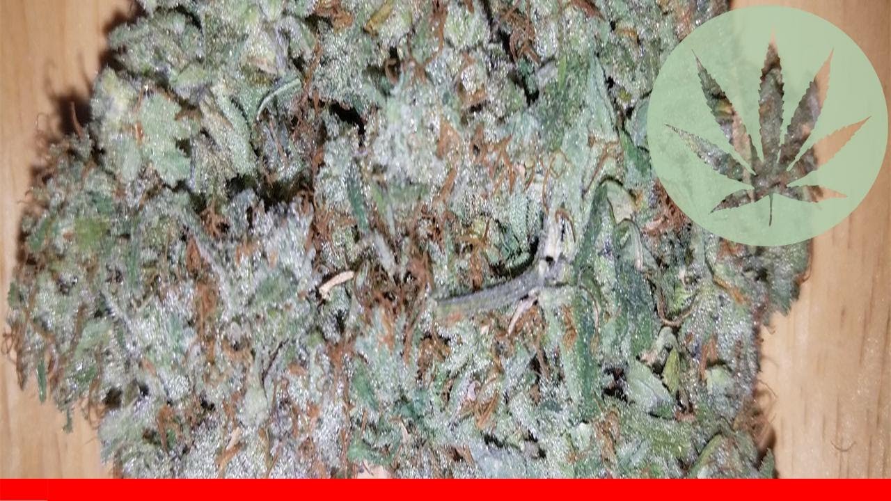 Pineapple Fields - All About This Strain