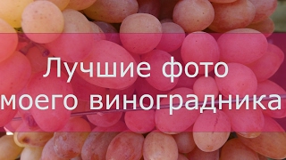 Лучшие фото моего виноградника Лучшие фото моего виноградника