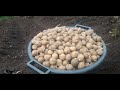 la culture de la pomme de terre :  vidéo pratique