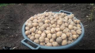 Pourquoi les pommes de terre ne grossissent pas ?