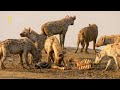 الحيوانات المفترسة الجزء الثاني عالم الضباع الحيوانات المفترسة الجزء الثاني عالم الضباع