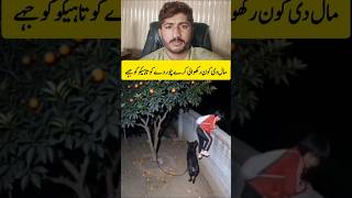 Dog chor K sath mil Gaya | new reaction video #dog #reaction #video #viral #shortfeed