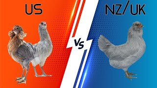 What makes Araucana breeds so different? (US Araucana vs Ameraucana vs UK Araucana)