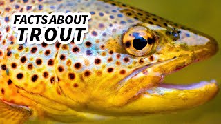 Trout Facts: a SALMON-LIKE fish | Animal Fact Files