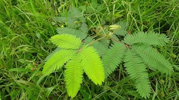 Đau nhức xương khớp -Trị bệnh mất ngủ rất hay từ cây Trinh Nữ ( Cây Xấu Hổ)