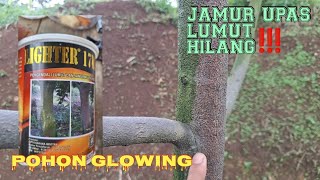 Cara Basmi Jamur Upas Dan Lumut Pada Pohon Durian 