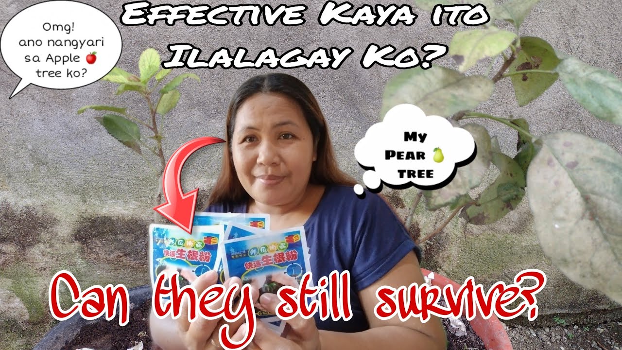 NILAGYAN KO NG ROOTING POWDER FERTILIZER ANG NALALANTANG DAHON NG APPLE Nilagyan ko ng rooting powder fertilizer ang nalalantang dahon ng apple