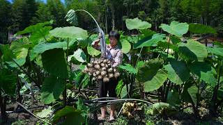 挖出一窝窝芋艿，阿嬷做3道客家乡土菜，鲜嫩软滑酸辣咸香｜Taro