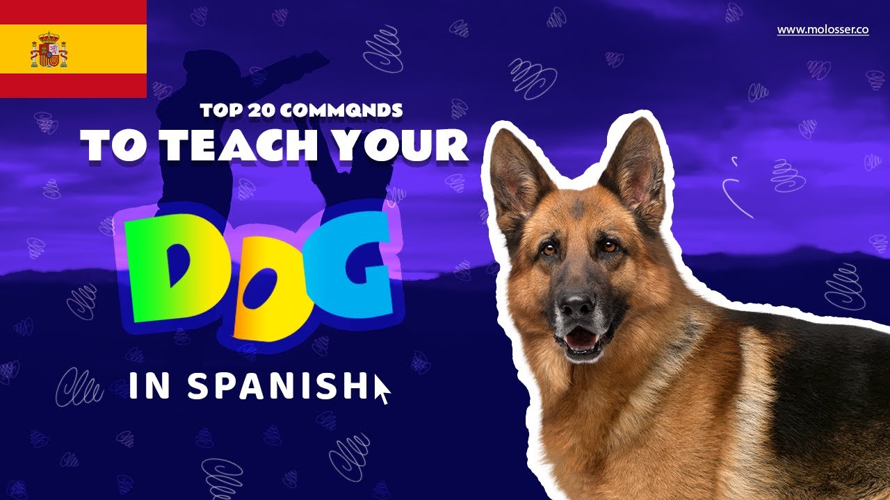 Teach Your Dog Commands In Spanish 20 Common Words YouTube