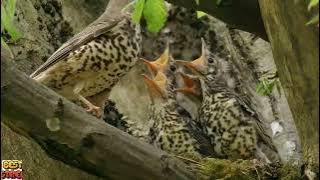 musik penyembuh untuk jantung dan pembuluh darah