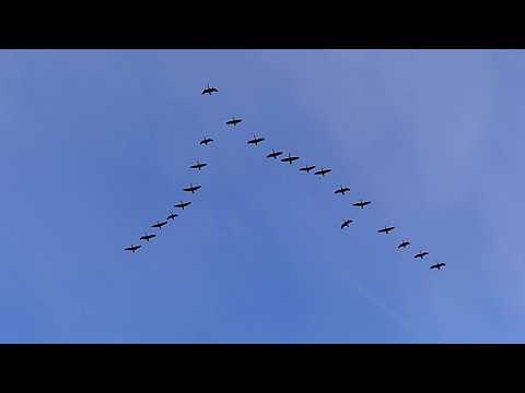 Canada Geese Formation Flying