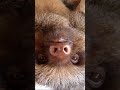 🦥Two-Fingered Sloth Blinks!