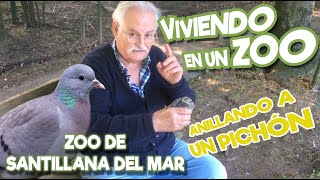 El anillado de un pichón