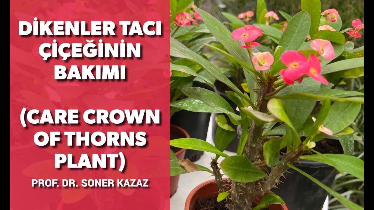 Уход за растением «Терновый венец», почему не цветёт, опадение листьев