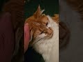 Maine Coon Cat Squeaky - age 19 months, 19 pounds, Part 1