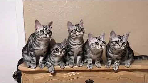 Video 793721: american shorthair kitten, shorthair cattery, gorgeous kittens, litter