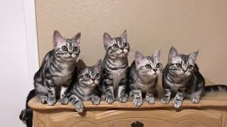 Milla's Kats American Shorthair Kittens by Milla's Kats 837 views 4 years ago 29 seconds