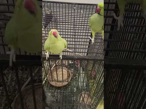 🥰😝 #parrot #talkingparot #youtube #birds #funny #tiktok #cute
