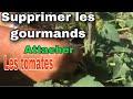 Comment attacher les tomates