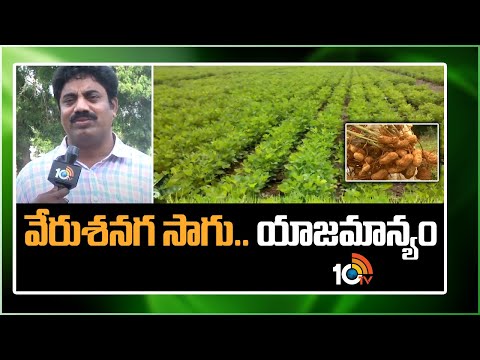 వేరుశనగ సాగు.. యాజమాన్యం | Groundnut Cultivation | 10TV