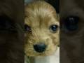 #animals #how #animalshorts #vetlife #animalsvideo
