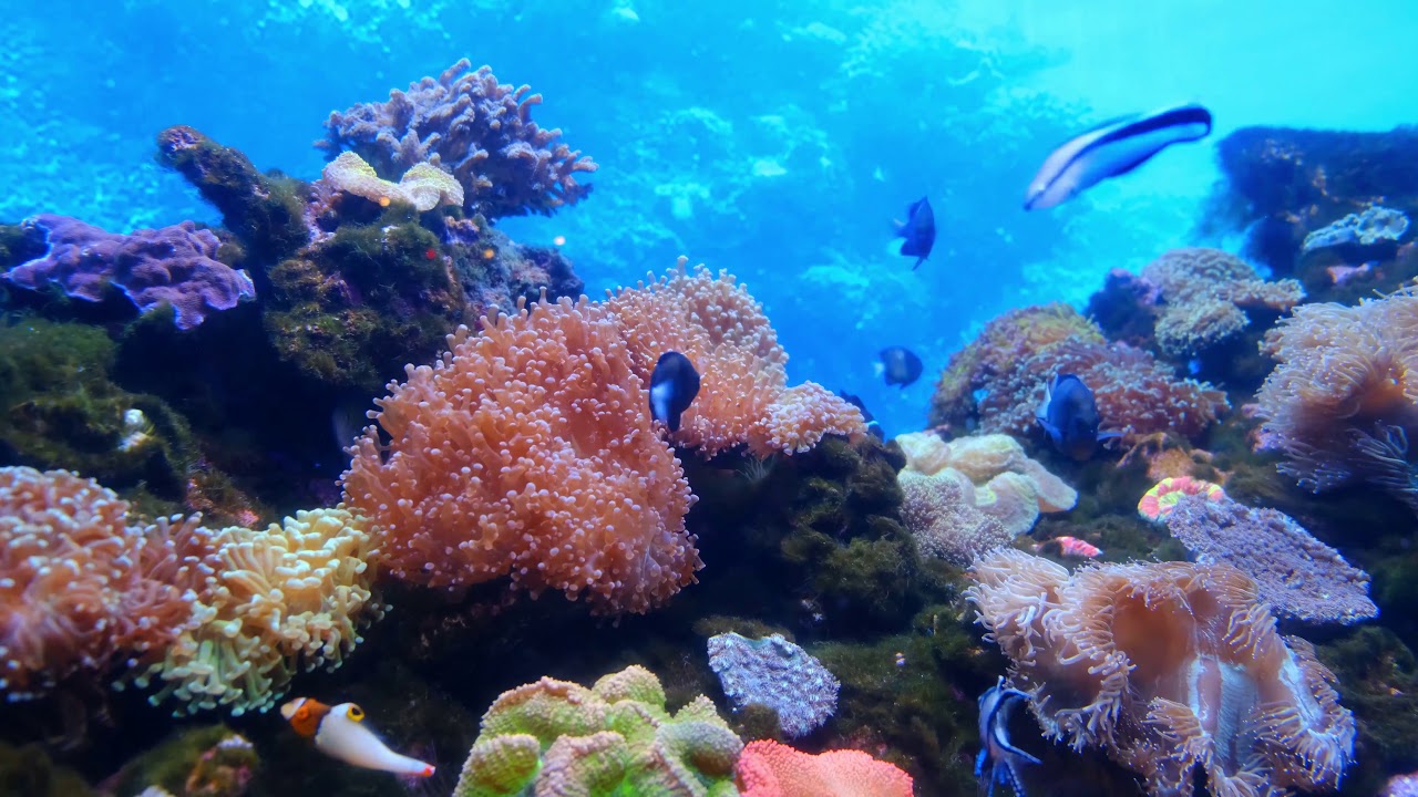 Aquarium magnifique musique zen, relaxation, bienêtre, relaxante