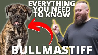 Celebrity What You Didn't Know About Bullmastiff Wealth