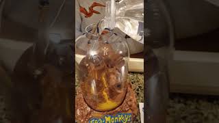 Relive Your Childhood Memories With #Seamonkeys - You Won't Believe What Happens Next!
