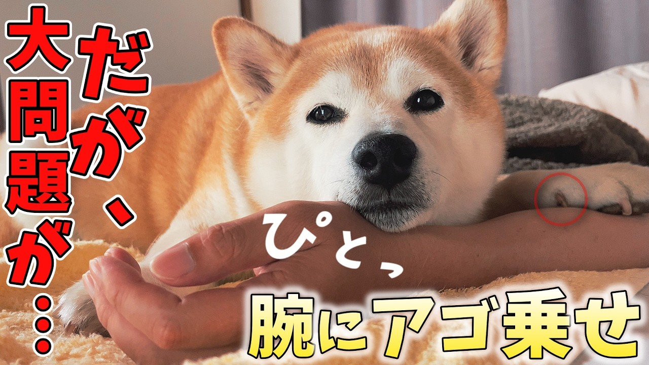 柴犬さん☆骨 Precious] The Shiba Inu's adorable chin rest What's the secret