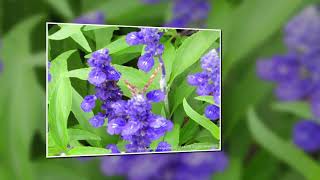 Flower Photo Presentation I - 2018 screenshot 2