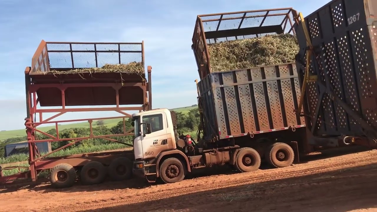 Safra de cana 2022 usina São Martinho