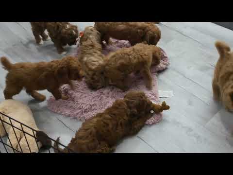 Blue Diamond Family Pups