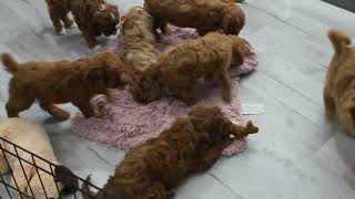 Blue-Diamond-Goldie-F1bb-Mini-Goldendoodle-Puppies