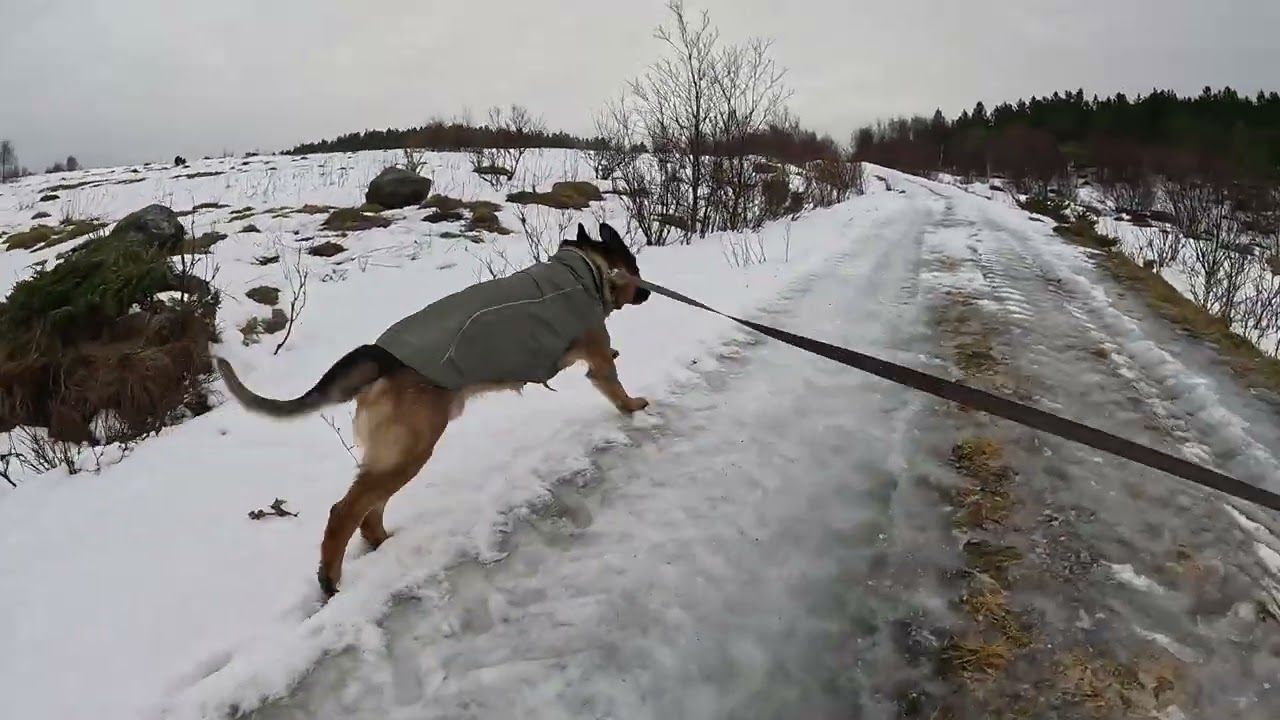 German shepherd on walk. Eros på tur.27.02.2026. welcome to winter land. +5 degrees  today