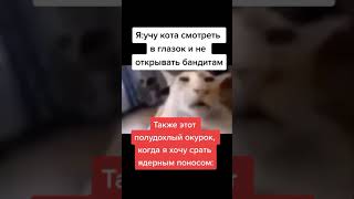 обнаглевший кот #meme #memes #shorts #мемы #мем #shorts #топ #втренде #смех