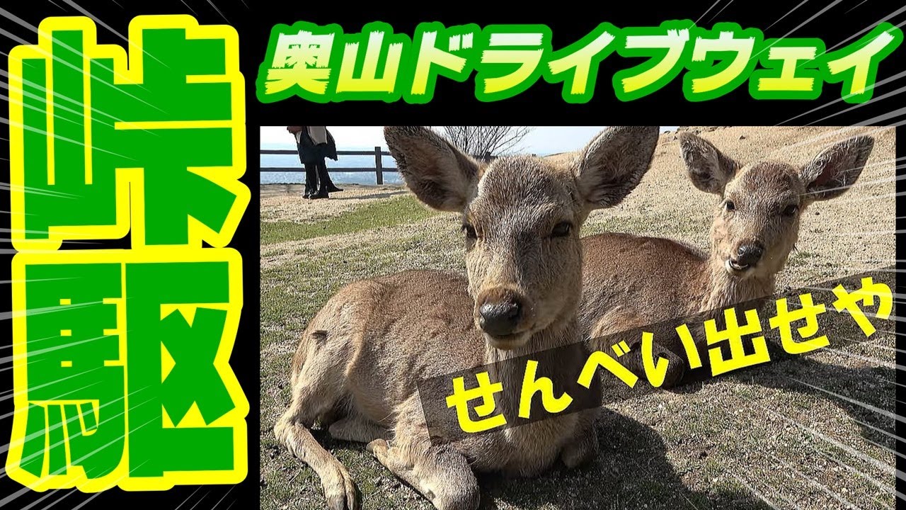 【旧車】R30スカイラインで奈良の桜を見に行く 奈良奥山ドライブウェイ・若草山 山頂