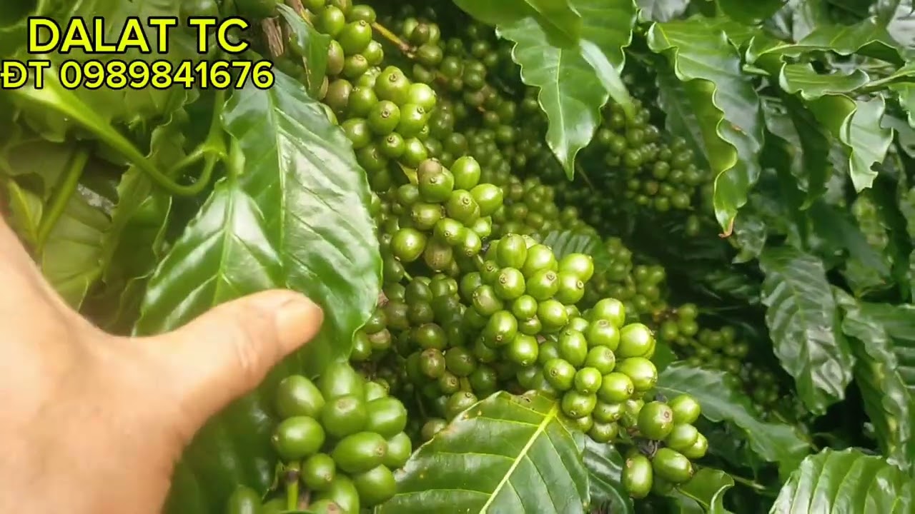 chia sẻ bón phân 1 năm cho cafe luôn xanh tốt, quả nhiều, không bị năm ăn năm mất