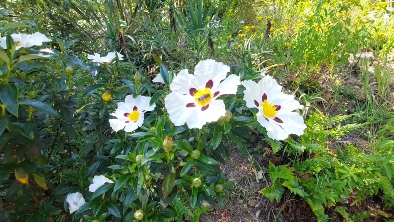 Les jardins de Kerdalo à Trédarzec - Côtes d'Armor - Bretagne
