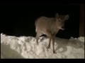 Scared deer looking for food in snow at night