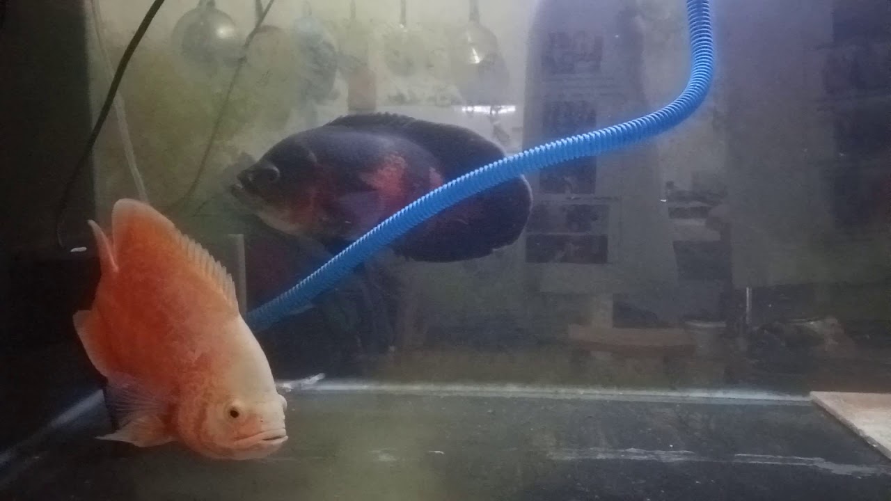 MENJODOHKAN IKAN OSCAR
